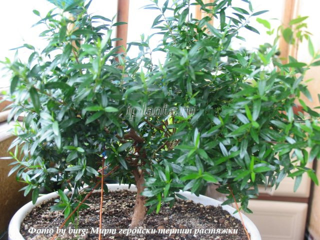 формирование миртового дерева