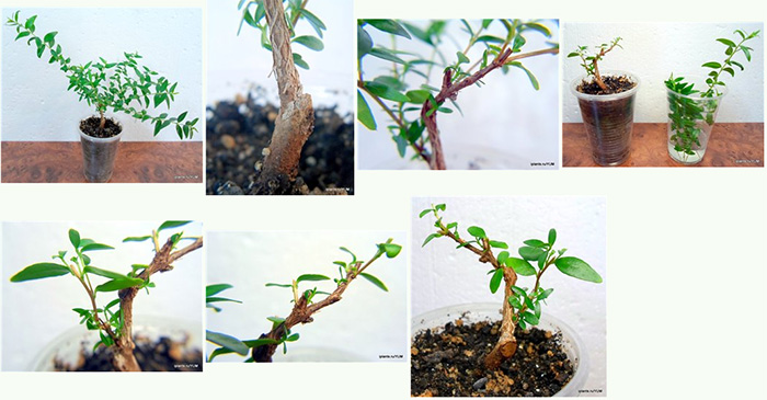 формирование миртового дерева