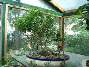 мирт бонсай