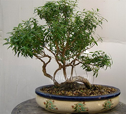 мирт бонсай