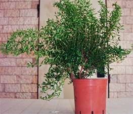 мирт бонсай