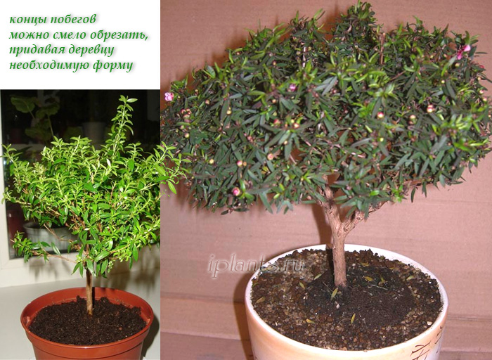 миртовое дерево