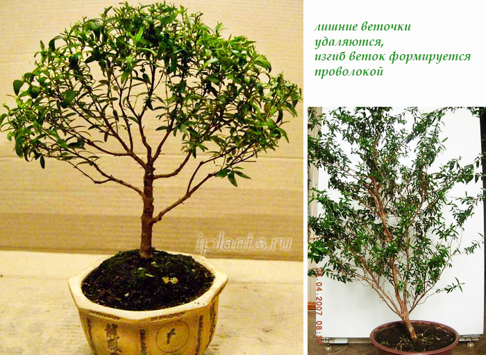 формирование мирта