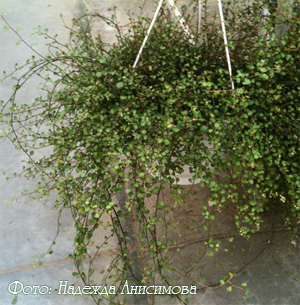 мюленбекия