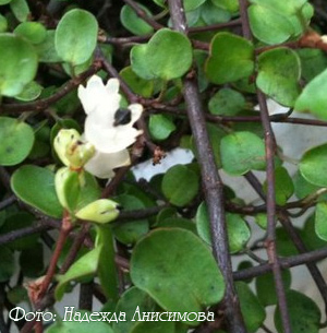 мюленбекия