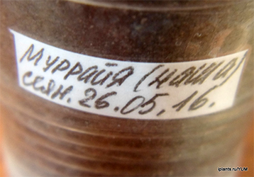 посев мурайи метельчатой посев мурайи