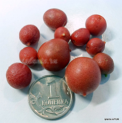 муррайя метельчатая муррайя метельчатая