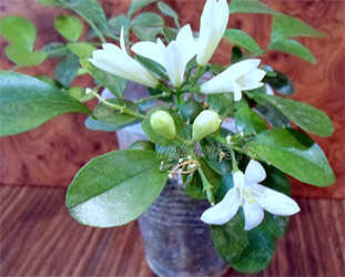 посев мурайи метельчатой посев мурайи