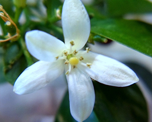 муррайя метельчатая муррайя метельчатая