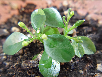 посев мурайи метельчатой посев мурайи