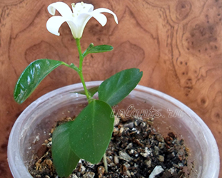 муррайя метельчатая муррайя метельчатая