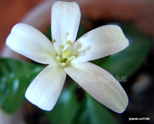 досвечивание сеянцев мурайи муррайя выращивание из семян