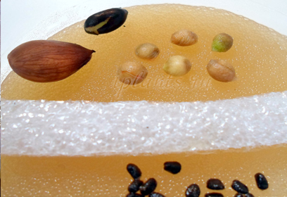 муррайя метельчатая муррайя метельчатая