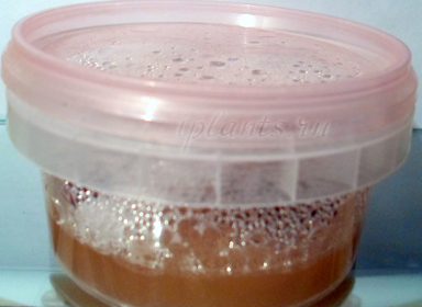 посев мурайи метельчатой посев мурайи