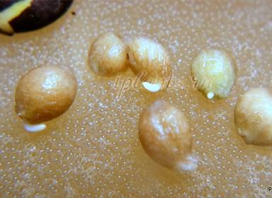 муррайя метельчатая муррайя метельчатая