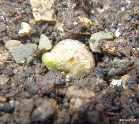 муррайя метельчатая муррайя метельчатая