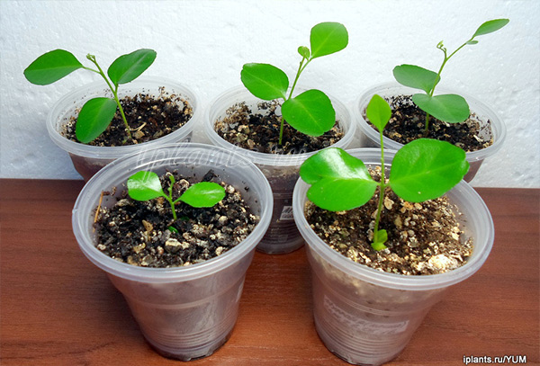 сеянцы мурайи