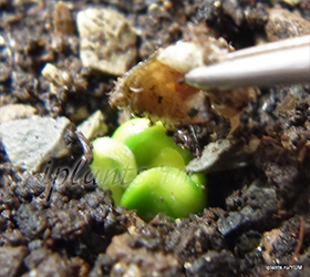 всходы мурайи метельчатой муррайя из семян