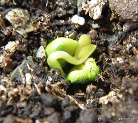 всходы мурайи метельчатой муррайя из семян