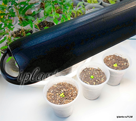 досвечивание сеянцев мурайи муррайя выращивание из семян