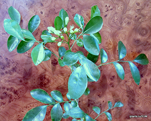 посев мурайи метельчатой посев мурайи