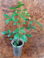 муррайя метельчатая муррайя метельчатая