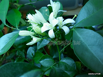 досвечивание сеянцев мурайи муррайя выращивание из семян