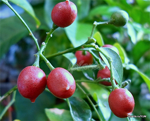 посев мурайи метельчатой посев мурайи