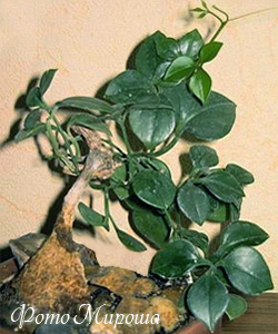 Неоальсомитра