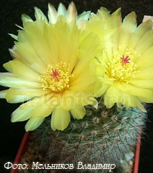 нотокактус