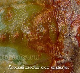 клещ на кактусе