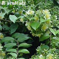 переския