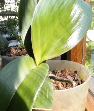 орхидея фаленопсис