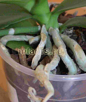 посадка фаленопсиса