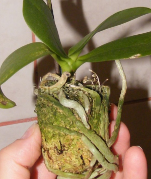 фаленопсис без субстрата