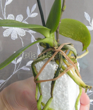 фаленопсис без субстрата