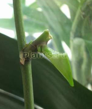 детка фаленопсиса