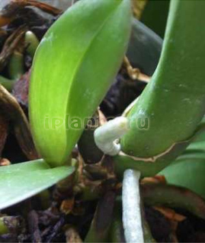 размножение фаленопсиса