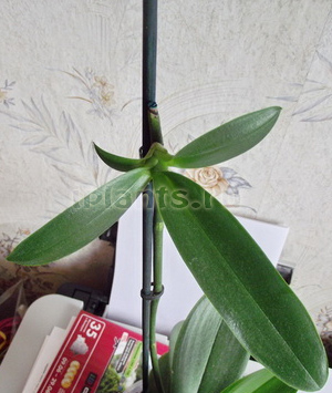 детка фаленопсиса