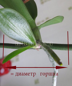 размножение фаленопсиса