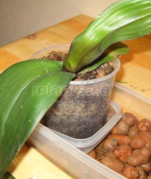 болезни фаленопсиса