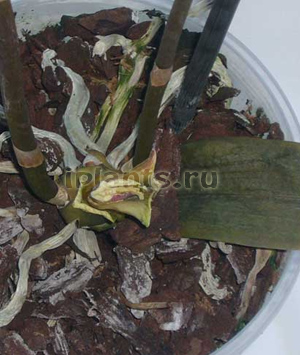 болезни фаленопсиса