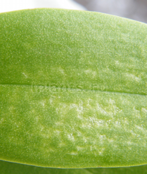 клещ на фаленопсисе