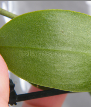 клещ на фаленопсисе