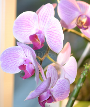 фаленопсис цветение