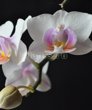 цветки фаленопсиса