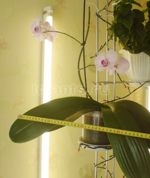освещение фаленопсиса