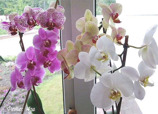 цветок фаленопсис