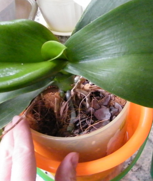 как поливать фаленопсис