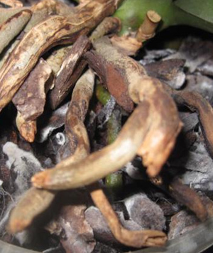 как поливать фаленопсис